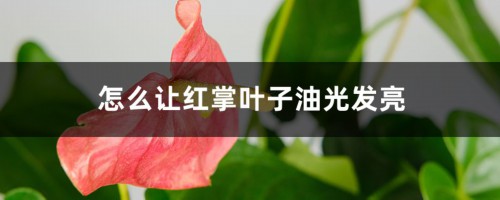 怎么让红掌叶子油光发亮，发黄怎么补救