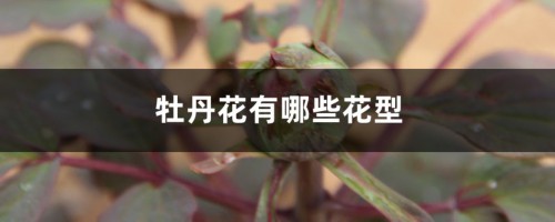 牡丹花有哪些花型