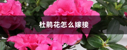 杜鹃花怎么嫁接