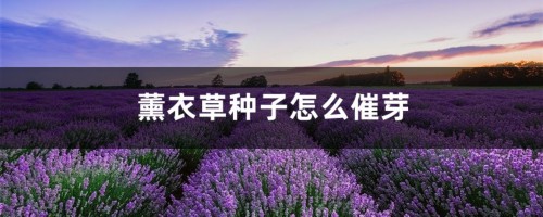 薰衣草种子怎么催芽，薰衣草种子要泡吗