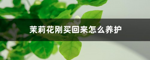 茉莉花刚买回来怎么养护，刚买回来出现黄叶怎么回事