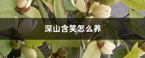 深山含笑怎么养