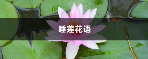 睡莲花语是什么，送睡莲代表什么意思？