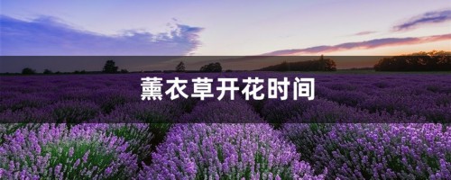 薰衣草开花时间