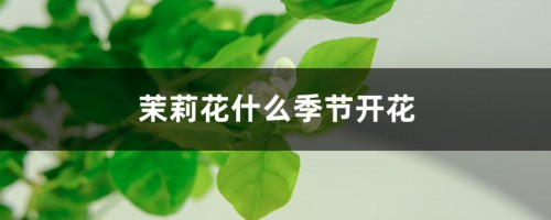 茉莉花什么季节开花