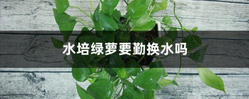 水培绿萝要勤换水吗