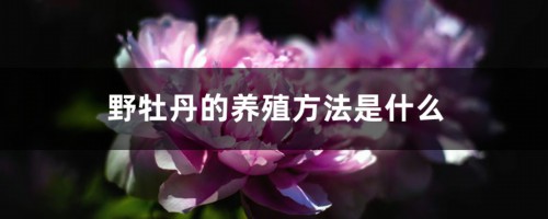 野牡丹的养殖方法是什么