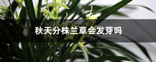 秋天分株兰草会发芽吗，成活率怎样？