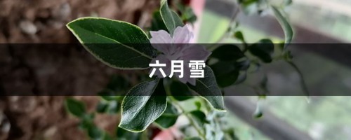 别人家的金边六月雪都美爆了，你还不会养？赶紧来取经！