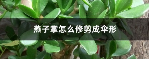 燕子掌怎么修剪成伞形