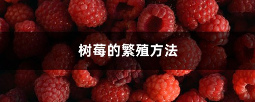 树莓的繁殖方法