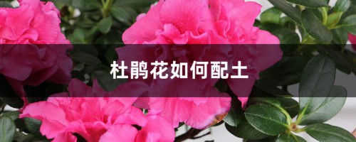 杜鹃花如何配土