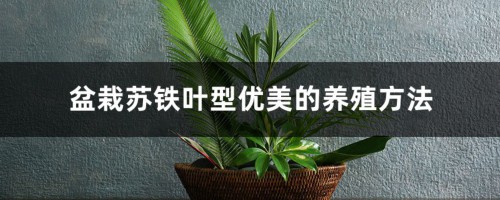 盆栽苏铁叶型优美的养殖方法