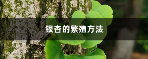 银杏的繁殖方法