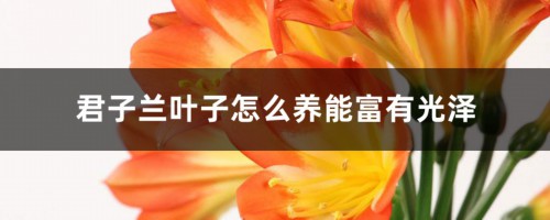 君子兰叶子怎么养能富有光泽