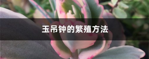 玉吊钟的繁殖方法