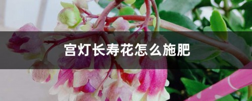 宫灯长寿花怎么施肥